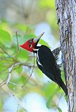 Crimson-crested Woodpecker